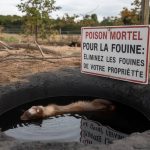 poison mortel pour la fouine : éliminer les fouines de votre propriété