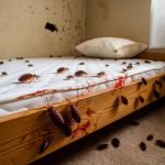 les punaises de lit : comment détecter et traiter une infestation